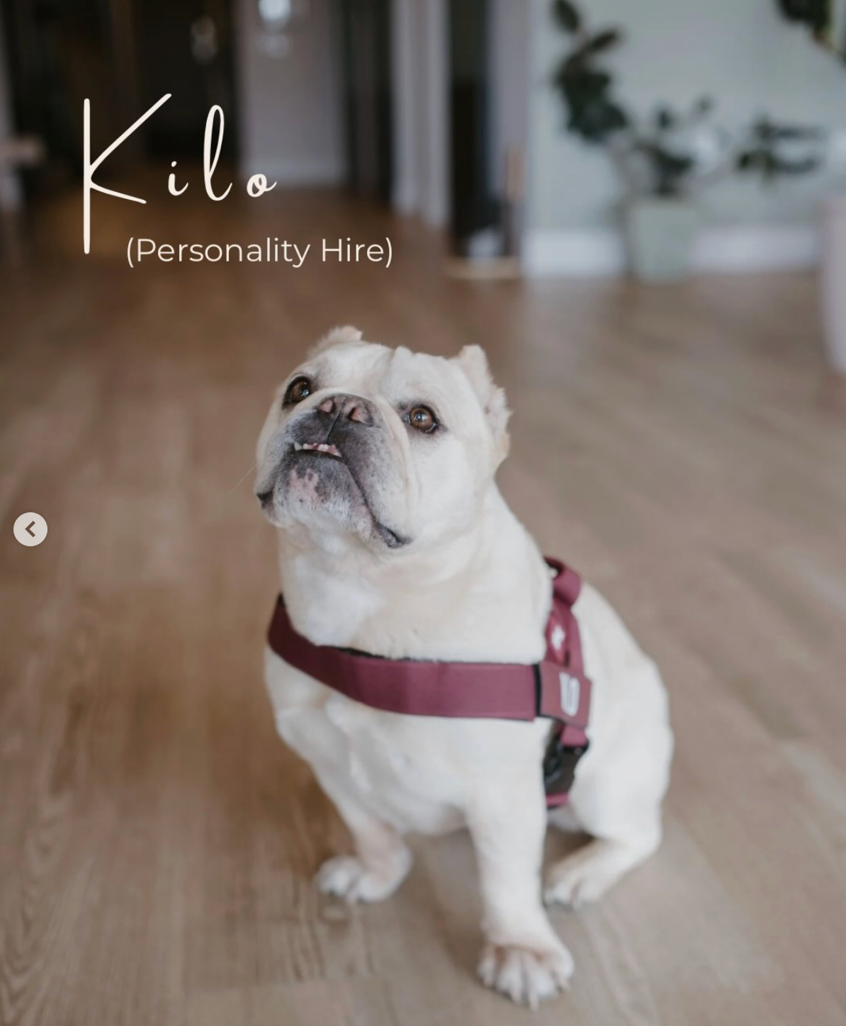 Kilo, Everwell's personality hire